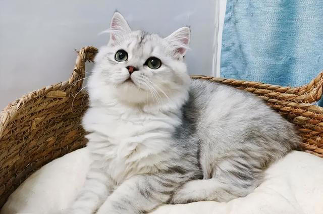 养猫久了才发现，“一喊就来的猫”和“喊不动的猫”，区别很大