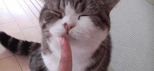养猫久了才发现，“一喊就来的猫”和“喊不动的猫”，区别很大