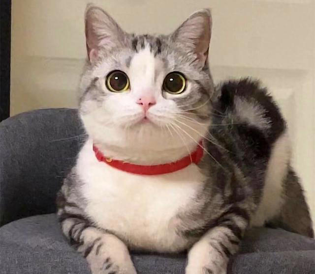 “比狗还忠诚的5种猫”，一生只认一个主人！