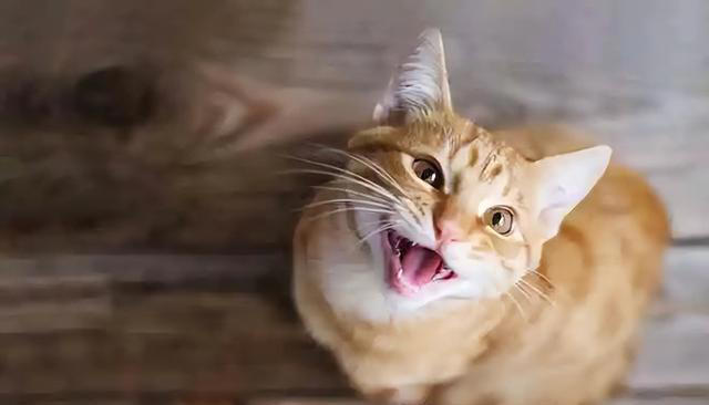 猫咪一直“喵喵叫”，不是叫着玩，可能是这些原因，千万别忽视了