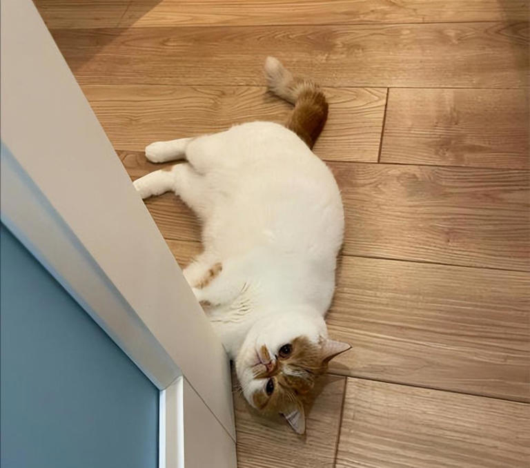揭秘猫咪睡觉地点与性格间的奇妙关系！