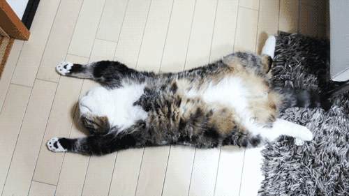 猫咪被“养熟”后有这5种行为，你家猫达标了吗？