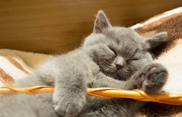 猫咪睡姿的秘密语言，解读喵星人的内心世界