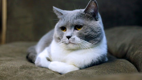 猫咪吃不好会咋样？这 4 种营养必须补！