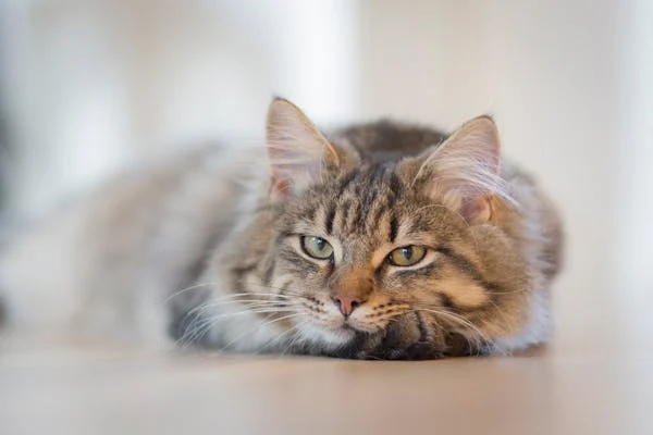 猫咪吃不好会咋样？这 4 种营养必须补！