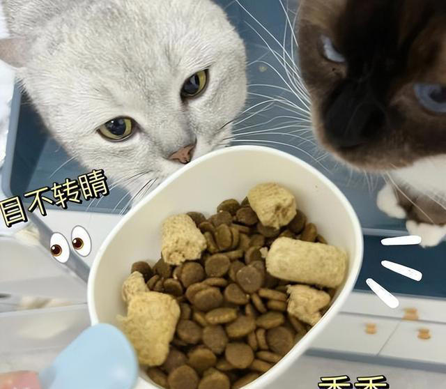 猫咪肠胃不好怎么调理？这几个方法，很多人都不知道