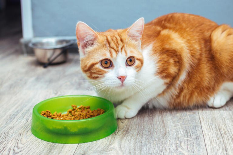 小猫咪的餐盘秘密：一天吃几顿饭才能长得又快又好？