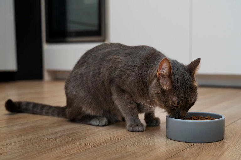 小猫咪的餐盘秘密：一天吃几顿饭才能长得又快又好？