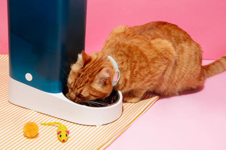小猫咪的餐盘秘密：一天吃几顿饭才能长得又快又好？