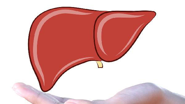 4种食物是肝脏“修复剂”，肝不好的人多吃点，肝脏或会更健康