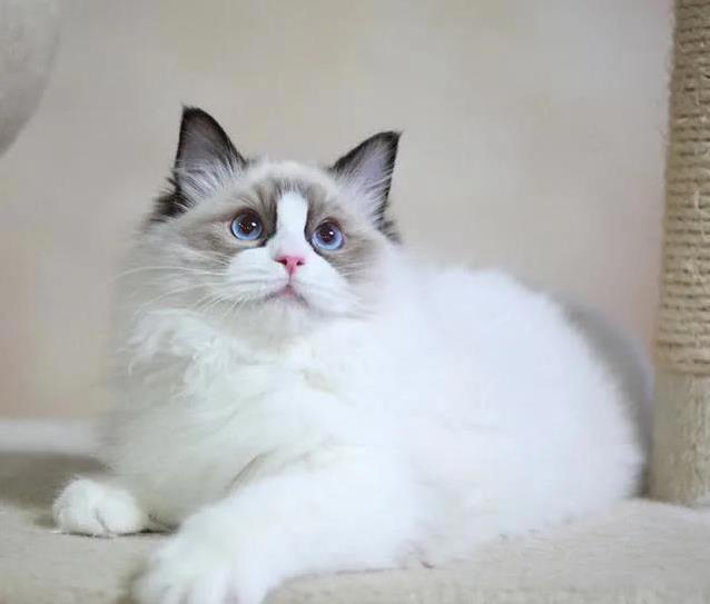 布偶猫美貌无人敌,养起来却让人头疼,你敢试?