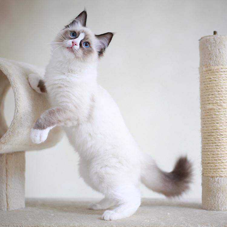 血统纯正的“布偶猫”,才有这几个特征,很多人养的是串串