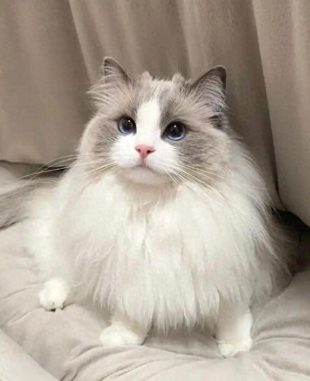 布偶猫深度测评:从外貌到性格,解析 “猫中仙女” 的饲养之道