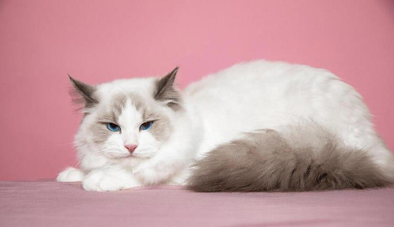 布偶猫也能“穷养”?教你如何不花大钱也能养好高贵的喵主子