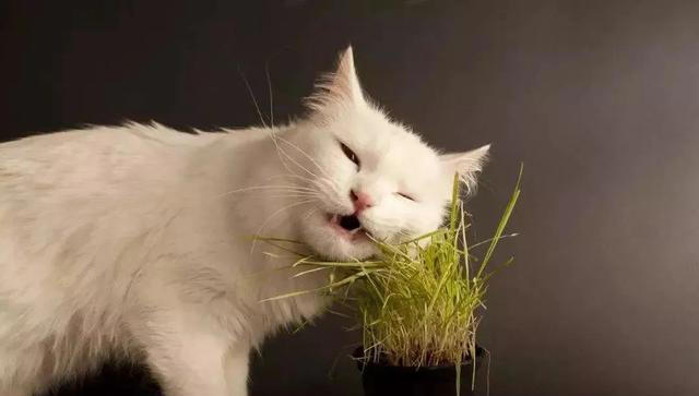 关于猫咪的4条冷知识，养猫多年的你，未必全知道