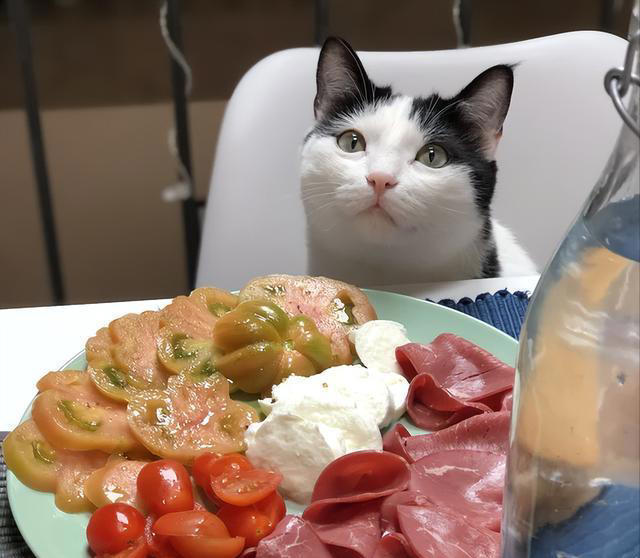 悄悄告诉你，这几种食物，对你家猫来说是“人间美味”