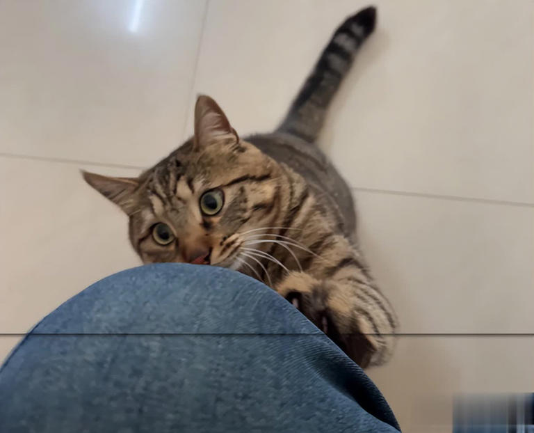 猫咪早上最期待的不是罐头！而是这3件事，可惜很多人都搞反了！