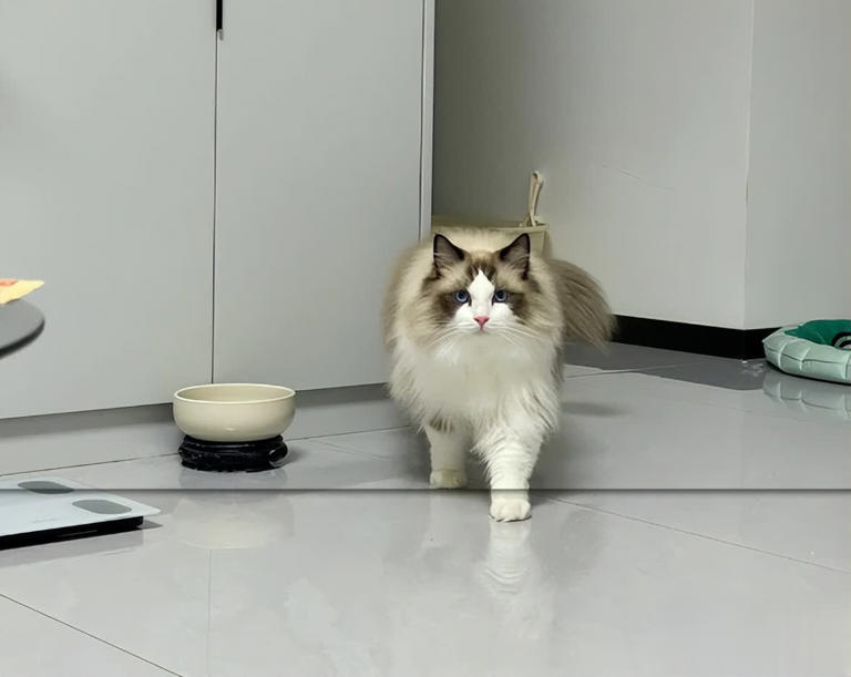 猫咪早上最期待的不是罐头！而是这3件事，可惜很多人都搞反了！