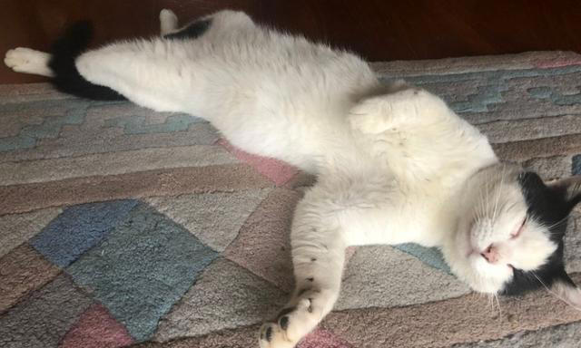如何看出一只猫的性格？看它爱睡哪里就知道，挺准的！