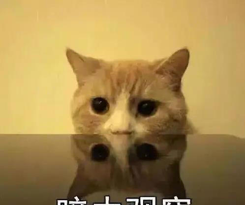 猫咪闯祸后慌了，这6种表现求原谅，你看出几个？