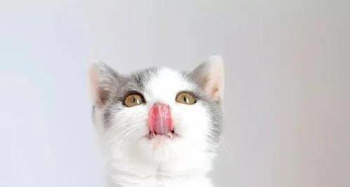 猫咪闯祸后慌了，这6种表现求原谅，你看出几个？