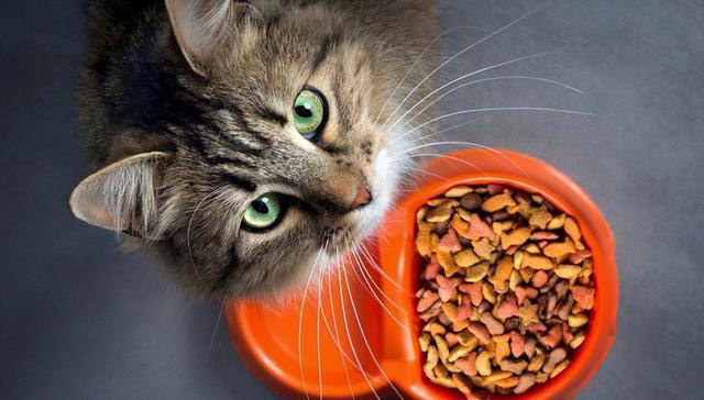 爱猫人士的福音:揭秘猫咪的5大最爱美食
