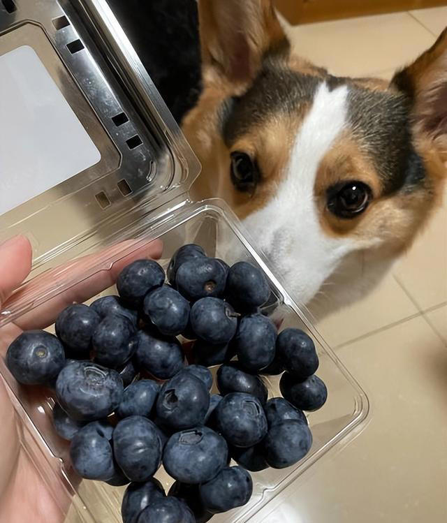 狗狗能吃的8种“人类食物”，只要喂对了，对狗有益处
