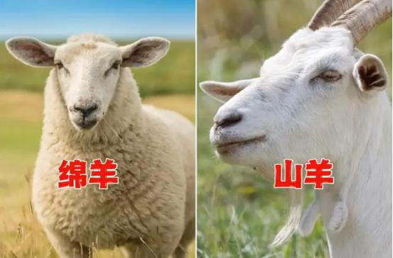 同样是羊肉，山羊和绵羊哪个肉好？两者区别很大，别再盲目购买了