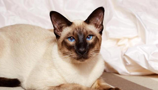 最粘人的6种猫咪！喜欢和猫咪贴贴的看过来！