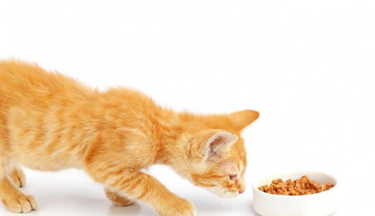 猫咪减肥怎么选猫粮？怎么判断自己所选的猫粮是否适合控制体重的猫