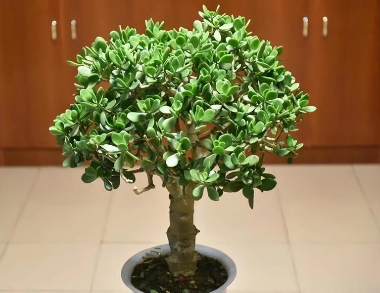 卧室种这6种漂亮花，皮实好养助睡眠还能清新空气