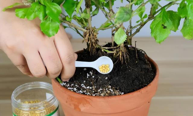 植物叶片发黄不要慌！这是缺肥还是其他原因呢？解决方法在这里！