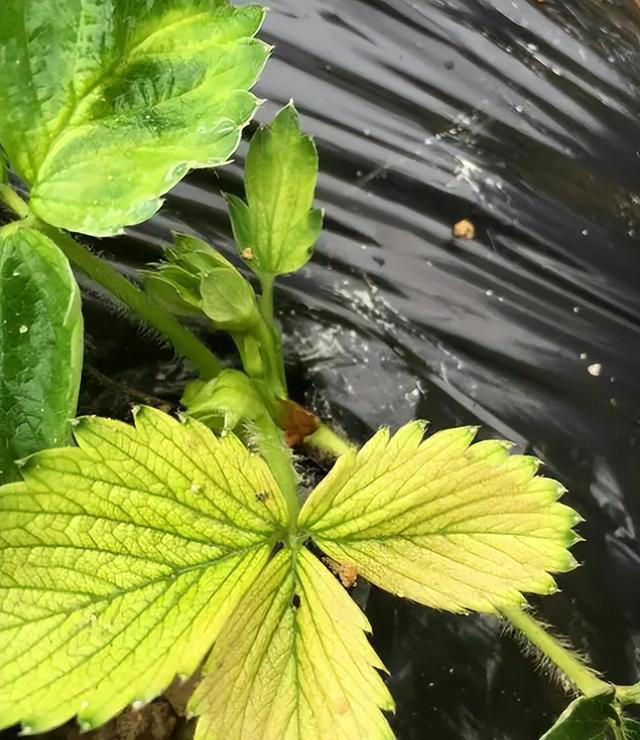 植物叶片发黄不要慌！这是缺肥还是其他原因呢？解决方法在这里！