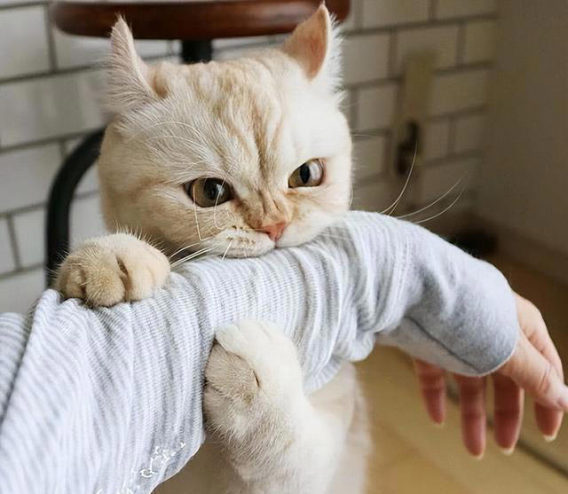 猫咪有这几种现象，说明已经被“惯坏”了，你家猫有吗？