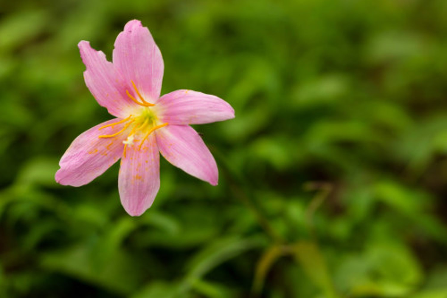 风雨兰 风雨兰