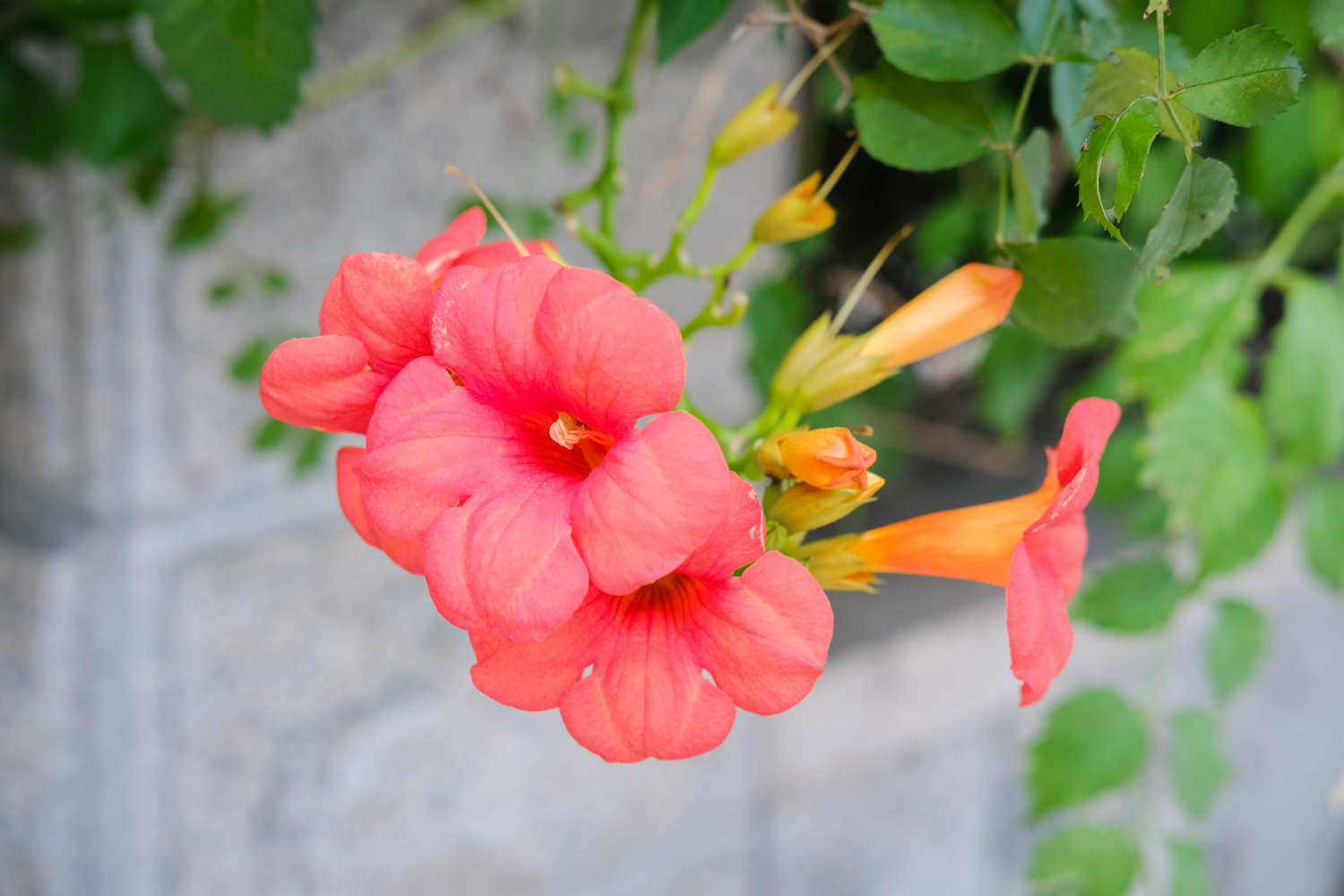 凌霄花图片 - 花百科