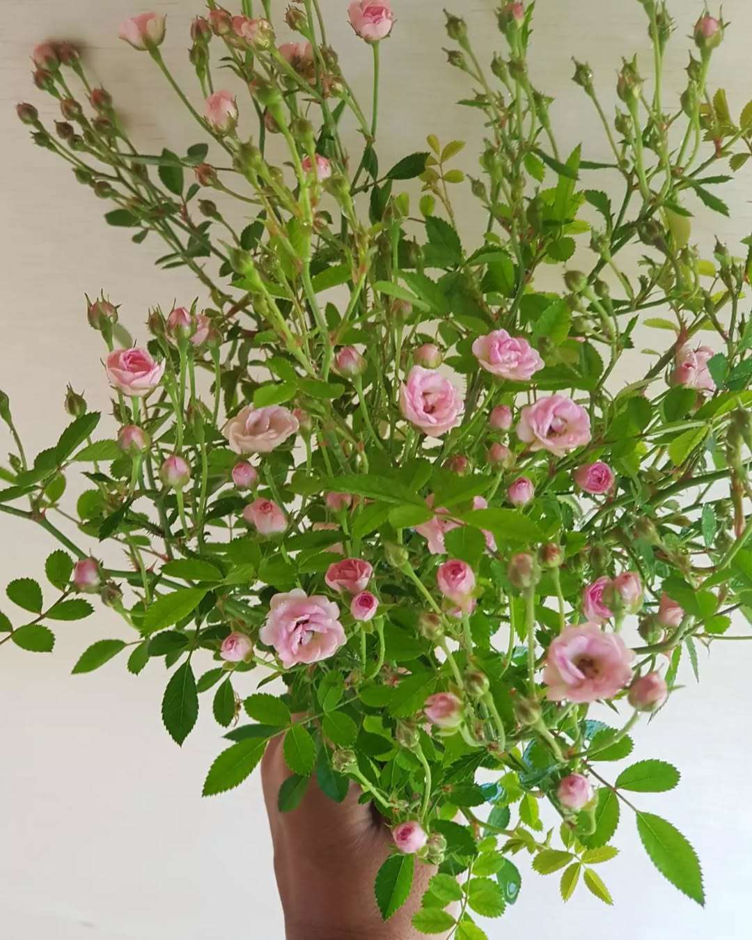 植株小，花超多，病虫害少且四季开花的超微月季