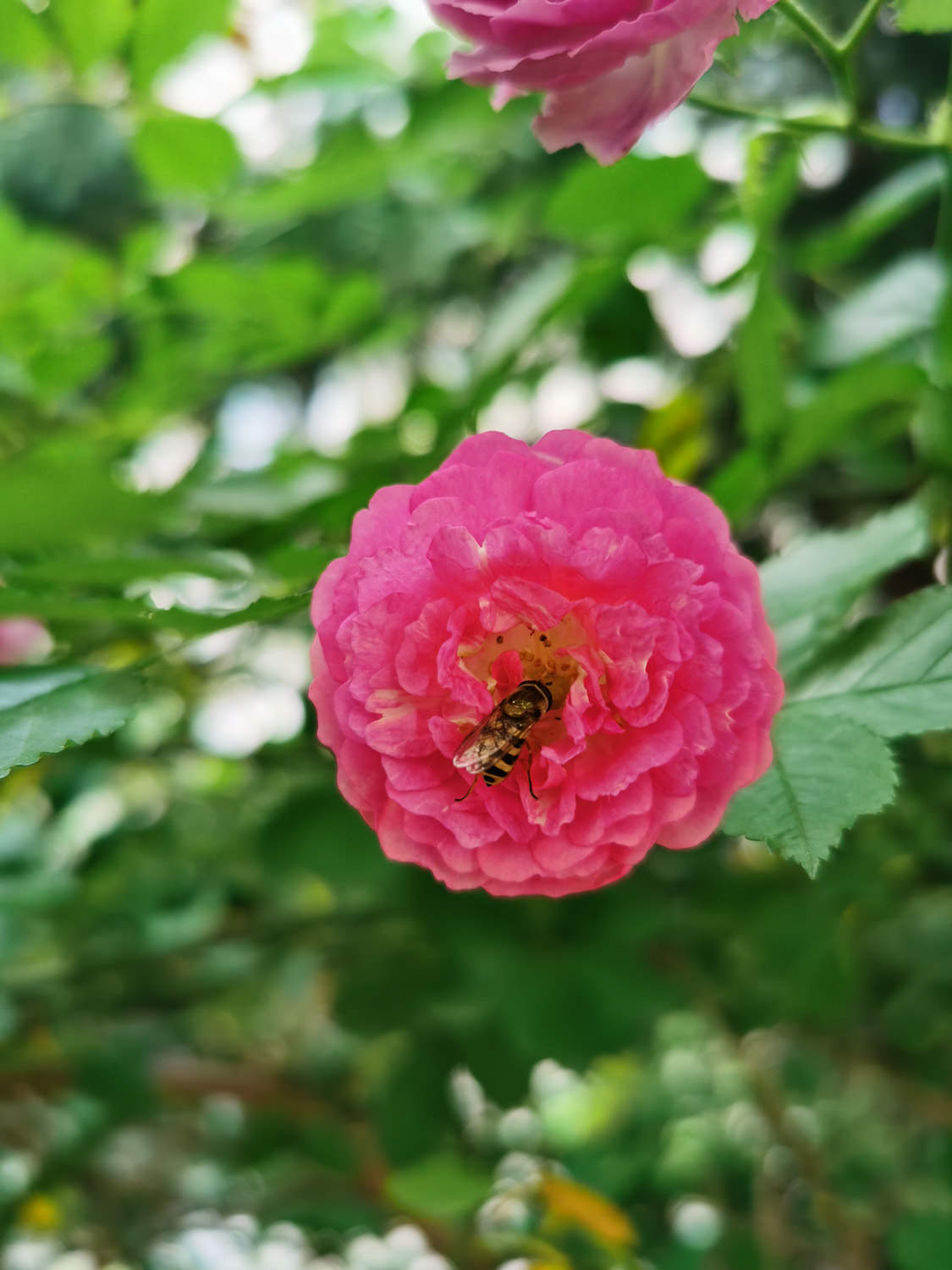 蔷薇 蔷薇