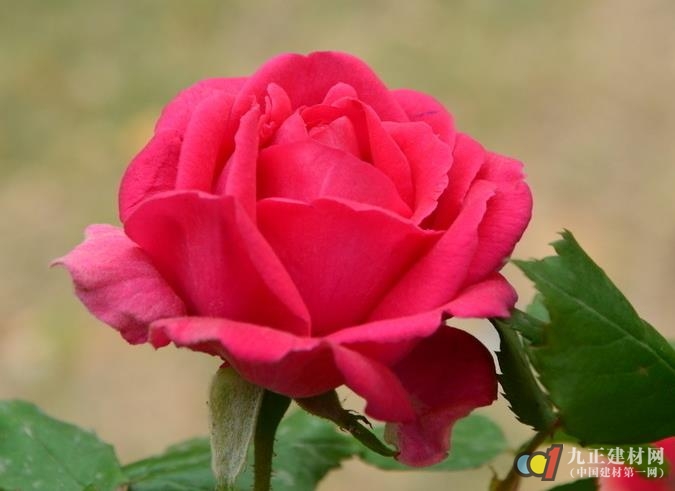 蔷薇花