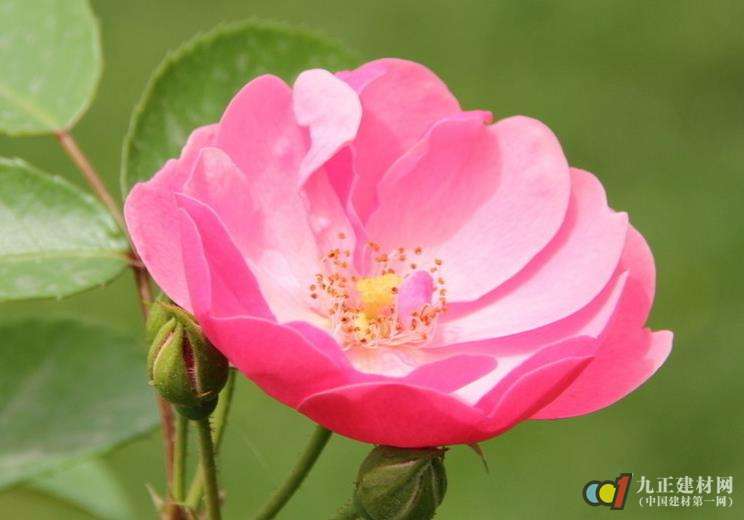 蔷薇花