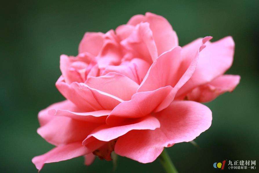 蔷薇花