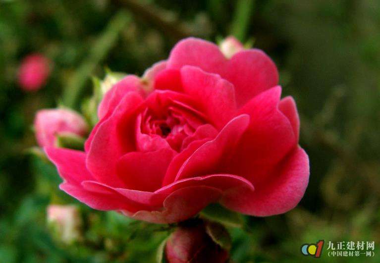 蔷薇花