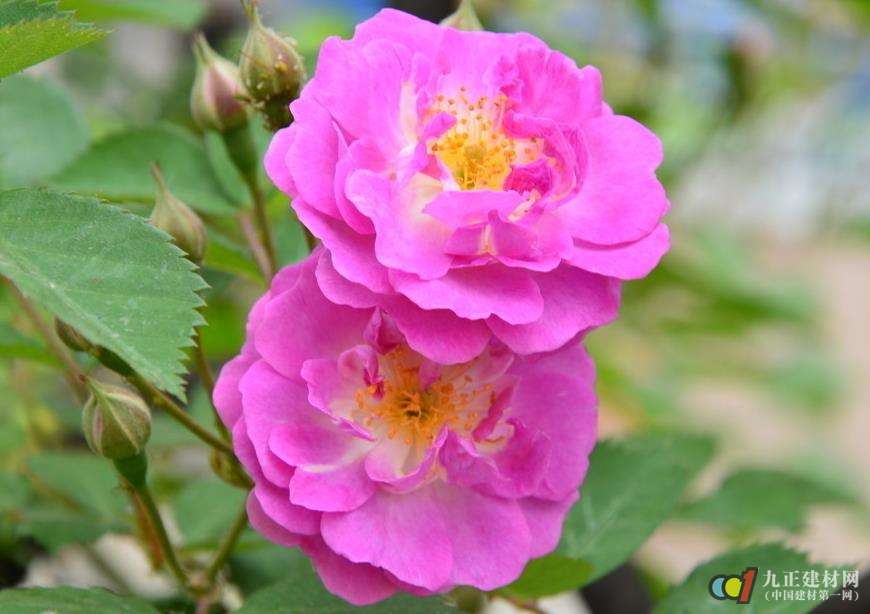 蔷薇花