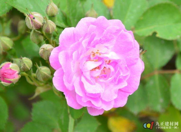 蔷薇花