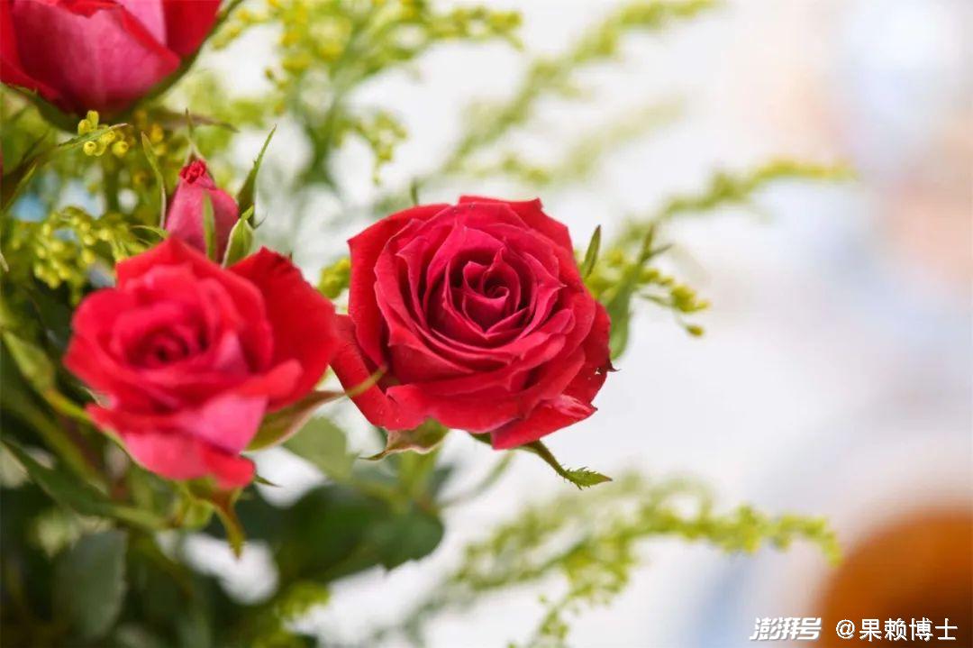 科普：如何区分 月季、玫瑰、蔷薇
