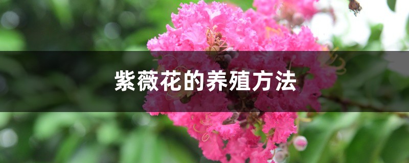 紫薇花的养殖方法 紫薇花的养殖方法