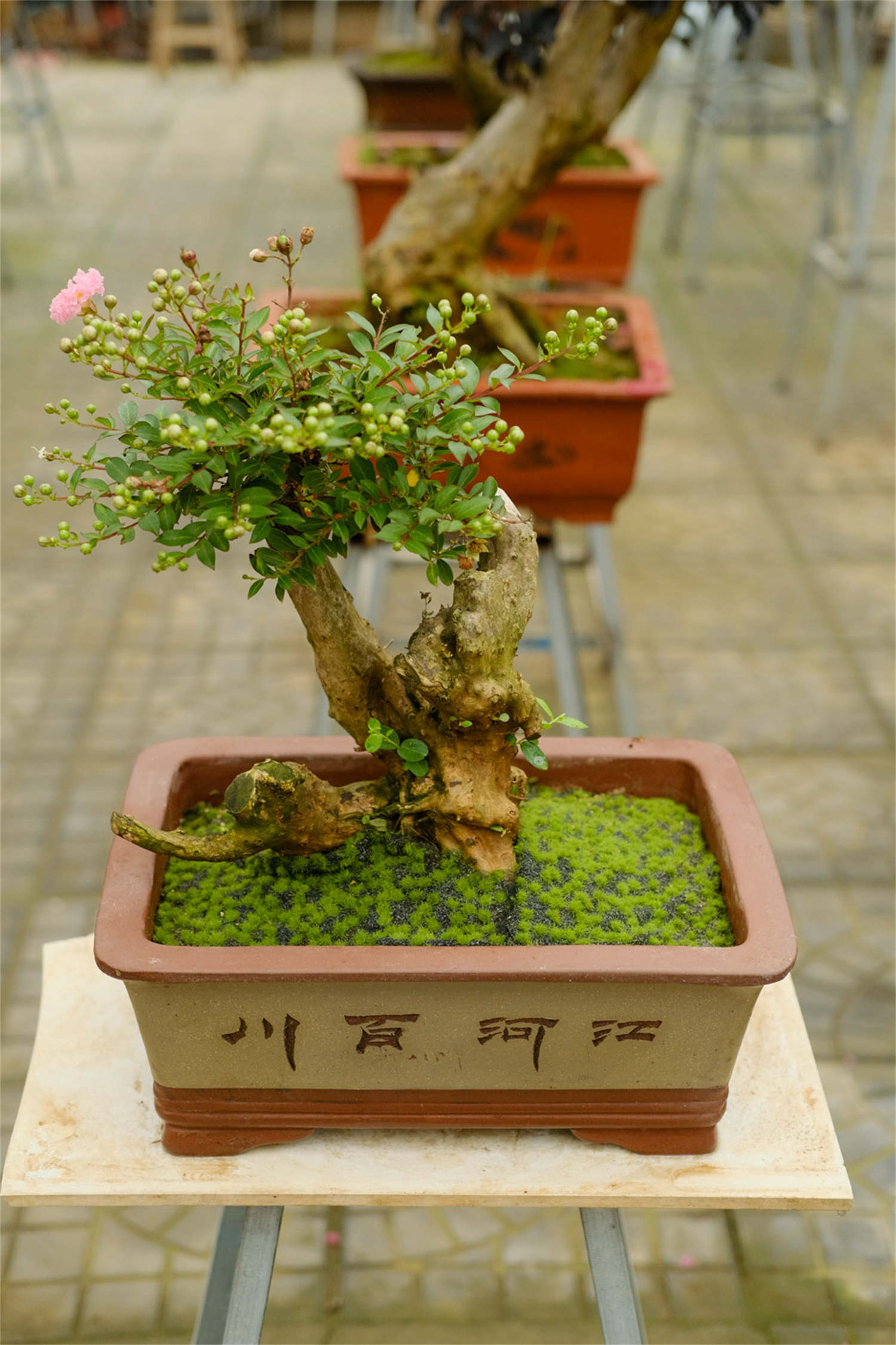 紫薇 紫薇