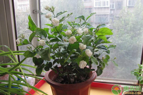 养殖茉莉花需注意哪几个要点?-图片版权归惠农网所有