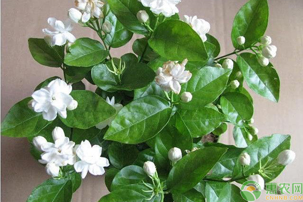 养殖茉莉花需注意哪几个要点?-图片版权归惠农网所有