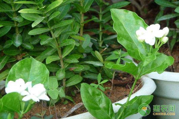 养殖茉莉花需注意哪几个要点?-图片版权归惠农网所有